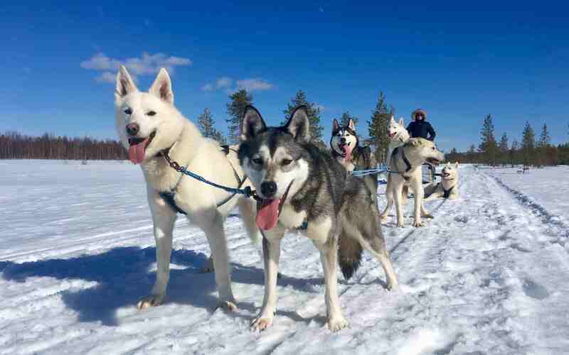 Husky tour (15 km)