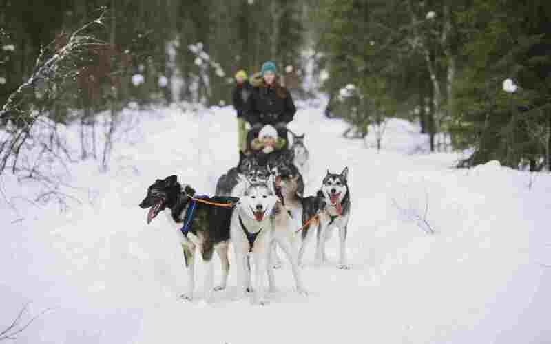Husky experience (5 km)