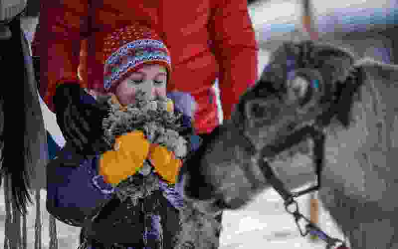 Excursion to reindeer farm