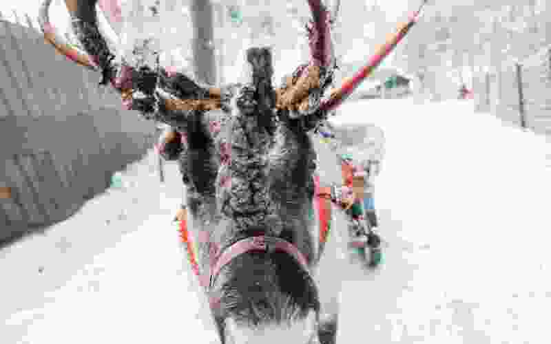 Reindeer safari