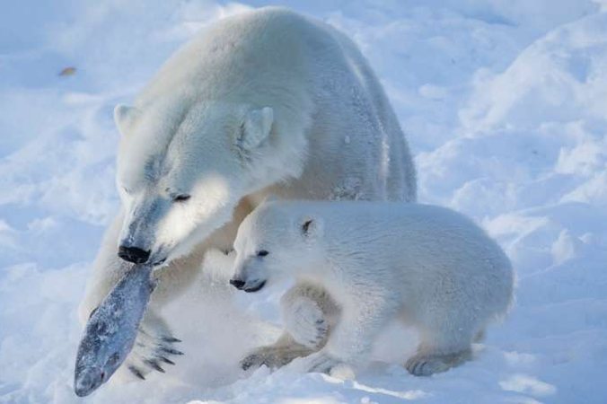 Ranua Arctic Zoo with lunch