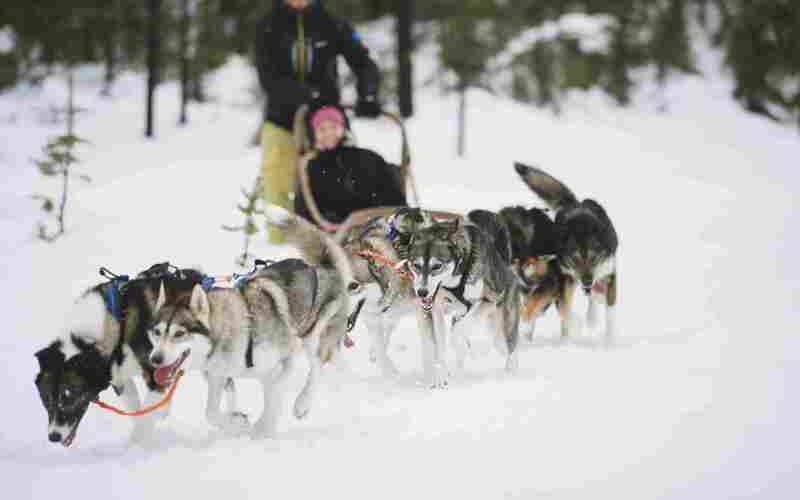 Husky tour (20 km)