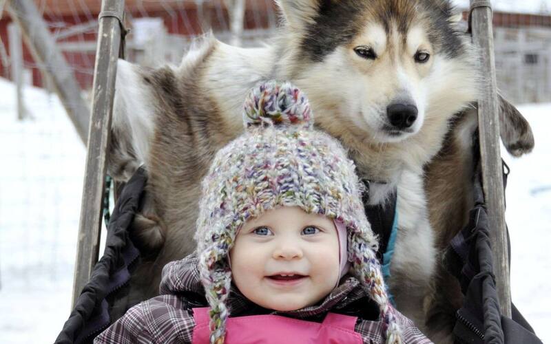 Husky experience (5 km)